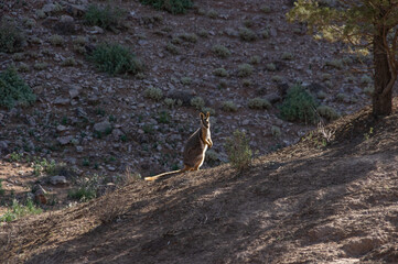 The Yellow Footed Rock Wallaby is endangered and inhabits the  rocky Gorge's of South Australia's Flinders Ranges  National Park