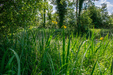 Beautiful Irish Green Wild Vegetation