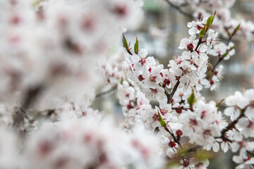 Nice white apricot spring flowers branch pattern on blue sky background