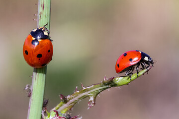 seven-spot ladybird on leaf in nature