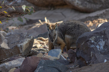 The Yellow Footed Rock Wallaby is endangered and inhabits the  rocky Gorge's of South Australia's...