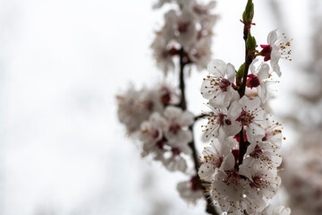 Nice white apricot spring flowers branch pattern on blue sky background