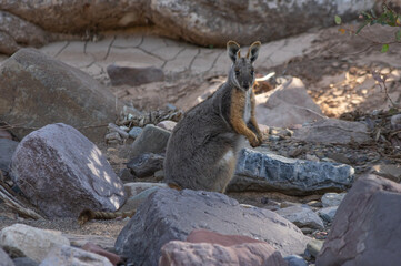 The Yellow Footed Rock Wallaby is endangered and inhabits the  rocky Gorge's of South Australia's Flinders Ranges  National Park
