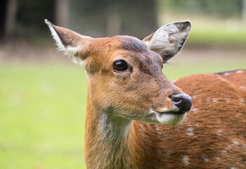 Doe deer head, close up