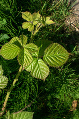 tree, branch, close up, foliage, garden, season, close-up, vegetation, grass, grass, flora, festive, light and shade, photography, natural, winter, fresh, flowers, leaf, nature, plant, branches, macro