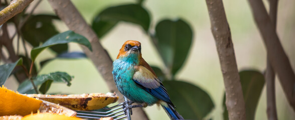 Close up de ave colorida (Tangara preciosa)