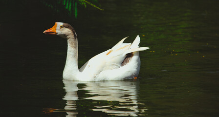 Rustic theme. White Water bird with calm reflections in the lake.