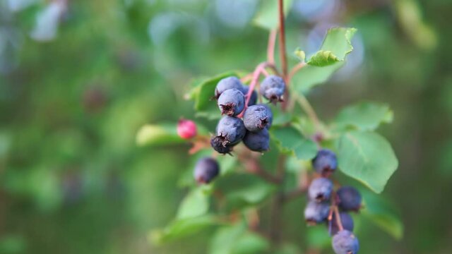 dwarf shadbush, chuckley pear, or western juneberry is a shrub with edible berry-like fruit, native to North America