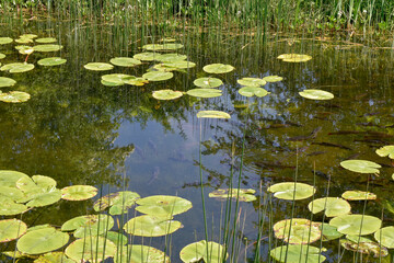 Beautiful Irish Canal