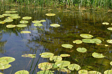 Beautiful Irish Canal