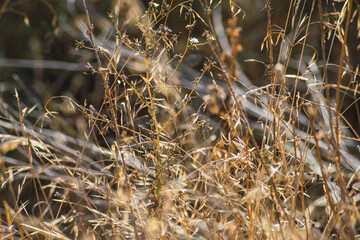 Fototapeta premium semi-desert landscape with nature