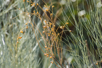 semi-desert landscape with nature