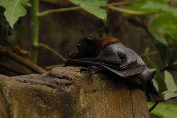 Flugfuchs