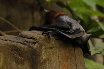 Flugfuchs