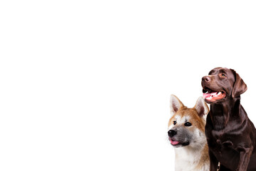 Collage of different purebred dogs. Close up, copy space, isolated background.