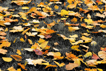 Autumn yellow dry maple-leaves on grass