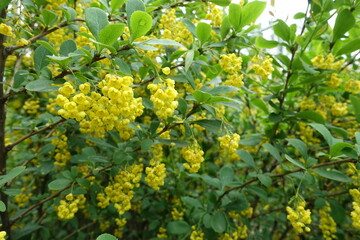 Vibrant yellow flowers of Berberis vulgaris in May