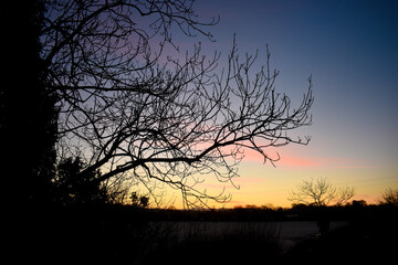 Fototapeta na wymiar Vibrant Sunrise Sky with Tree Silhouette