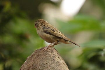 Spatz on top!