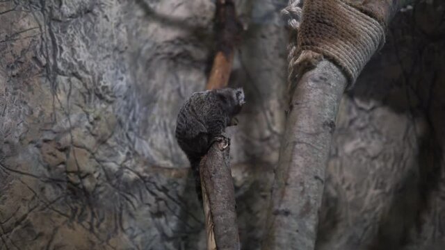 Little pygmy marmoset is the smallest monkey in the world. endangered by trade and habitat loss.