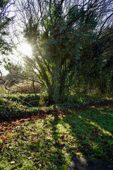 Fototapeta premium Beautiful Irish Green Wild Vegetation