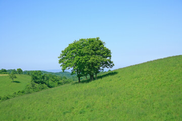 Fototapeta na wymiar 草原の木々