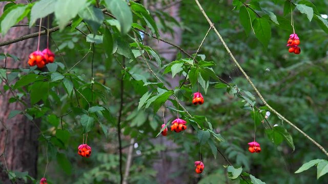 Bright fruit with black seeds of Euonymus verrucosa (Wahoo) on autumn.
