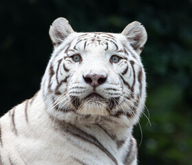 Fototapeta na wymiar Frontal Close up view of a white Bengal tiger (Panthera tigris tigris)