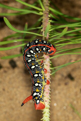 A caterpillar of the Hyles euphorbiae, the spurge hawk-moth on the Euphorbia plant