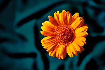 Orange flower herbera against a dark background