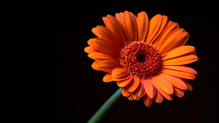 Orange flower herbera against a dark background