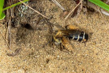 Dasypoda hirtipes, bee on the sand, Special Reserve 