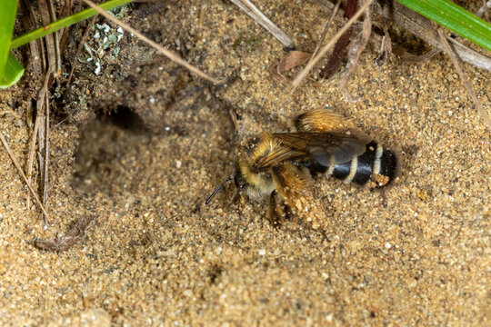 Dasypoda hirtipes, bee on the sand, Special Reserve "Djurdjevac Sands" in Croatia