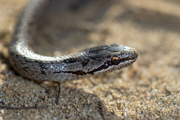 The smooth snake (Coronella austriaca) on a sand, Special Reserve 