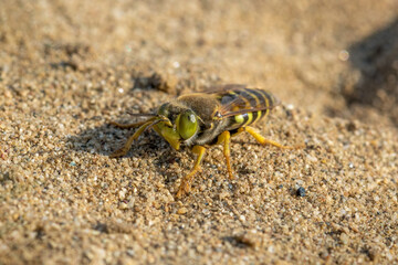 Bembix rostrata, sand wasp native on a sand, Special Reserve "Djurdjevac Sands" in Croatia