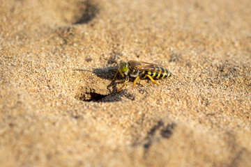 Bembix rostrata, sand wasp native on a sand, Special Reserve 