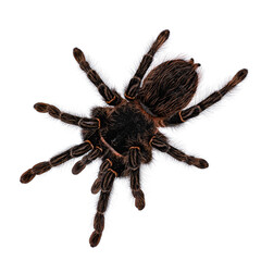 Top view of mature female Brazilian salmon pink birdeater spider aka Lasiodara parahybana. Isolated on white background.