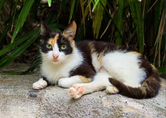 Naklejka na ściany i meble A spotted cat with green eyes lies against a background of green tropical vegetation in the garden