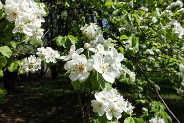 White flowers of pear tree in April