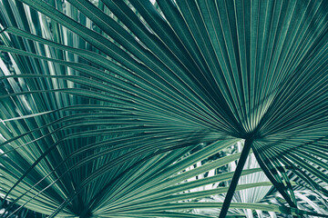 tropical palm leaf, large foliage in rainforest, nature background