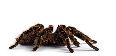 Side view of mature female Brazilian salmon pink birdeater spider aka Lasiodara parahybana. Isolated on white background.