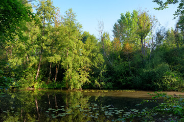 Fototapeta na wymiar Sensitive natural space of the Lutin swamp in the French Gatinais regional nature park