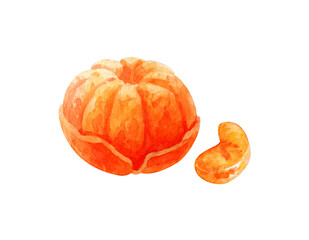 Hand drawn watercolor painting on white background of fruit tangerine
