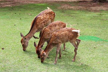 草をついばむ３匹のシカ（奈良公園のシカ）