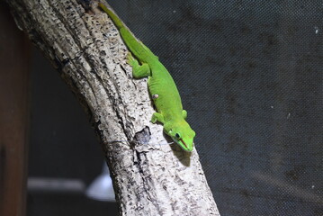 Naklejka na ściany i meble 緑色の爬虫類