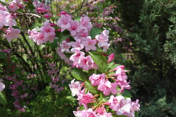 Flowering branch of Weigela florida in mid May