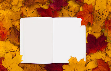 Naklejka na ściany i meble layout of colorful autumn leaves bright season autumn style flatley top view copy space.