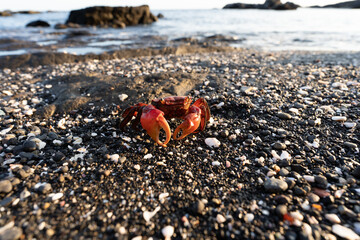 海岸を散歩するアカテガニ
