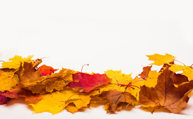 layout of colorful autumn leaves bright season autumn style flatley top view on white background copy space.