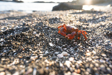 海岸を散歩するアカテガニ
